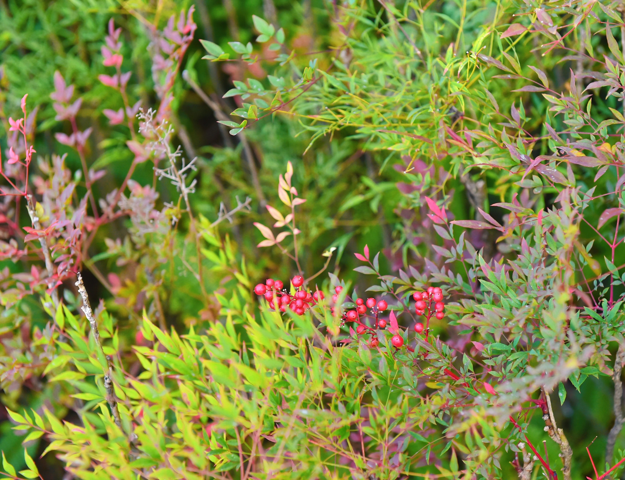 17604906507847.jpg 17604906507847.jpg